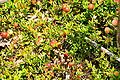 Flore : Vaccinium oxycoccos
