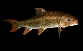 Moxostoma robustum (Catostomidae)