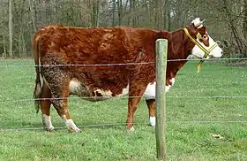 Image illustrative de l’article Blaarkop