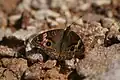 Papillon ocellé