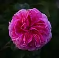 Rose pleinement épanouie