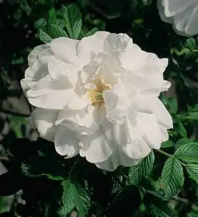 Image illustrative de l’article Blanc Double de Coubert