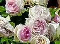 Rose ‘Pierre de Ronsard'