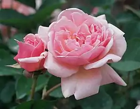 Rose 'Felicia' au jardin botanique royal de Madrid.