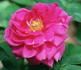 Image illustrative de l’article Jules Margottin