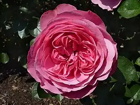 Image illustrative de l’article Léonard de Vinci (rose)