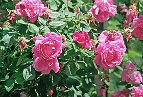 Rose 'Adam Messerich' (1920)