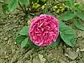 Rose ‘Duc Decazes’.