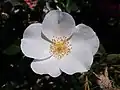 Rosa Escimo, Kordes, 1991/2006 (Allemagne) KO 91/2527-09
