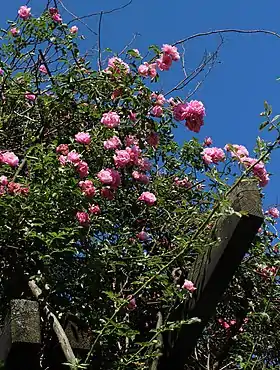 Image illustrative de l’article Fragezeichen