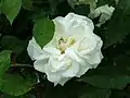 Rose épanouie