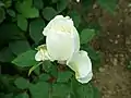 Rose 'Gloire Lyonnaise' à Sangerhausen