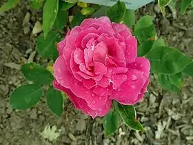 ʽLaurent de Rillé’ (1885), à la roseraie de Sangerhausen.