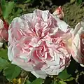 ʽMarquise Spinola’ (1996) à l'Europa-Rosarium de Sangerhausen (Allemagne).