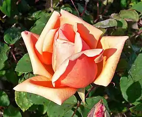 'Madame Abel Chatenay', < 1894