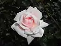 Fleur de 'New Dawn'