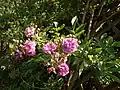 Rosa Rose-Marie Viaud, M. Igoult, 1924 (France) Rosemary Viaud