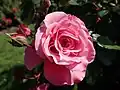Rosa Zaide, Tim Hermann Kordes, 1994/2007 (Allemagne) KO 94/2189-99