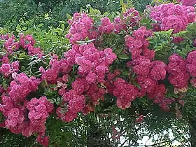 Image illustrative de l’article Marie Gouchault