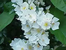 Rosa luciae.