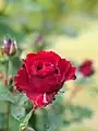 Rosa Hommage à Barbara, G. Delbard, 1997/2004 (France) CC 98.8303.2,