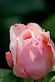 Rose 'Masako' ('Eglantyne').