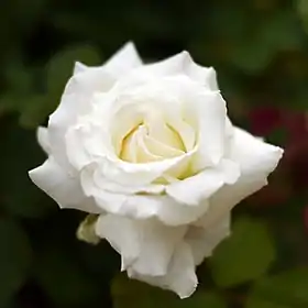 Image illustrative de l’article Jean-Paul II (rose)