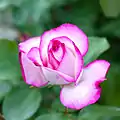 Rose 'Tabriz' (1986) au Japon.