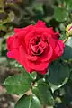 Rose 'Francine' (1961) au Japon.