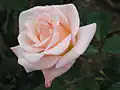 Rose rose