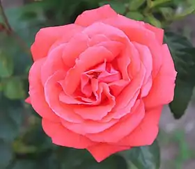 ‘Super Star’ (Tantau 1960)