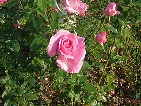 Image illustrative de l’article Rose de Rennes