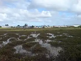 Rosebank (Nouvelle-Zélande)