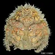 Hypoconcha parasitica