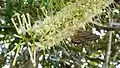 Inflorescence de Roupala montana (probablement Roupala pyrifolia Knight, 1809)