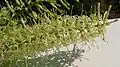 Inflorescence de Roupala montana (probablement Roupala pyrifolia Knight, 1809)