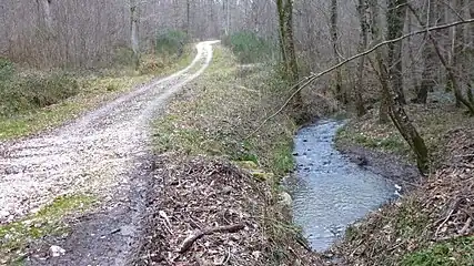 Bois de Glatigny :5e branche, venantde l'étang de la Culotte