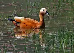 Tadorna ferruginea.