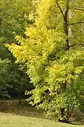 La forêt.