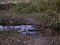 Gué dans le bois