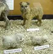 Jeunes chiens de poche