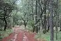 Chemin. Sierra Mazati ou Rancho Mazati&nbsp;(es).
