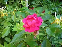 Rose et chèvrefeuille.