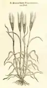 Engrain