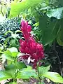 Megaskepasma erythrochlamys au Jardin Botanique de Singapour
