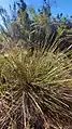 On y observe aussi certaines Cyperaceae.