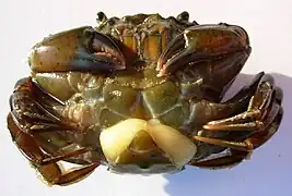 Une sacculine, Sacculina carcini (Rhizocephala) parasite d'un crabe.