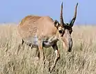 Antilope saïga