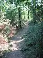 Petit chemin du bois de la Choltière.