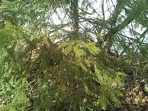 Branches à Sakhaline en mai 2018.